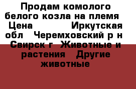 Продам комолого белого козла на племя › Цена ­ 8 000 - Иркутская обл., Черемховский р-н, Свирск г. Животные и растения » Другие животные   